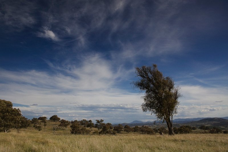 landscape with roo.jpg